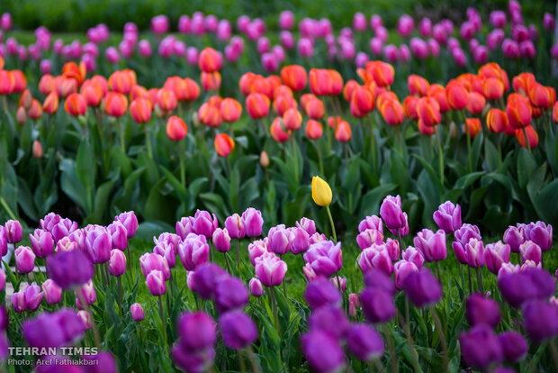 Virtually explore tulips in full bloom in park closed over coronavirus