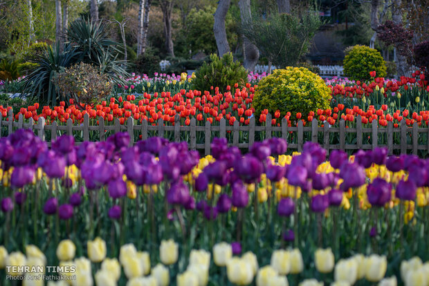 Virtually explore tulips in full bloom in park closed over coronavirus