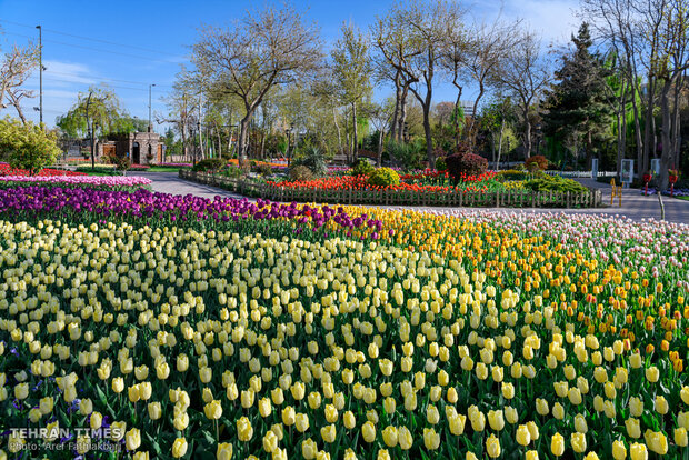 Virtually explore tulips in full bloom in park closed over coronavirus