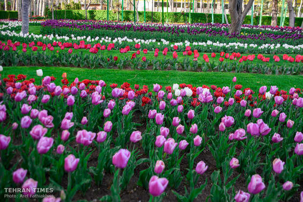 Virtually explore tulips in full bloom in park closed over coronavirus