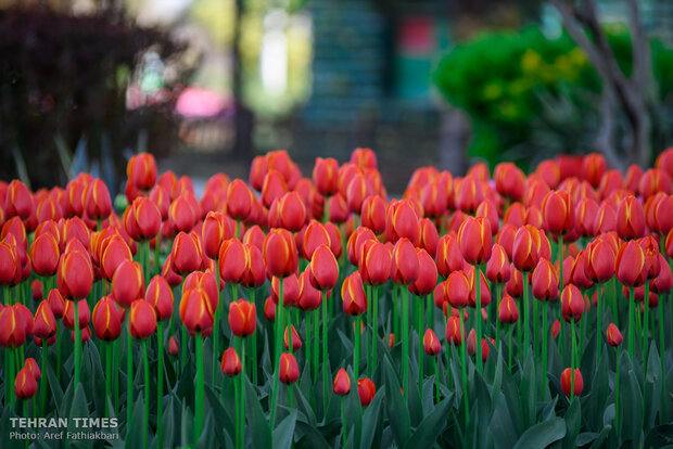 Virtually explore tulips in full bloom in park closed over coronavirus