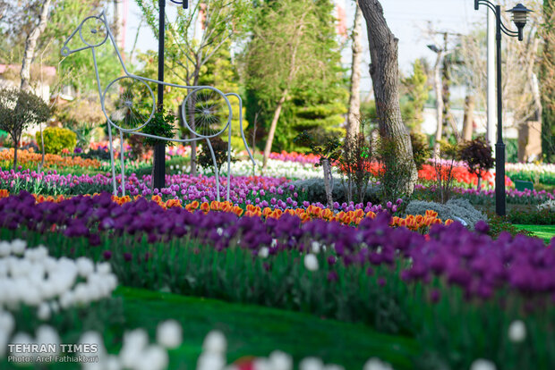 Virtually explore tulips in full bloom in park closed over coronavirus