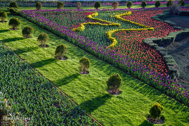 Virtually explore tulips in full bloom in park closed over coronavirus