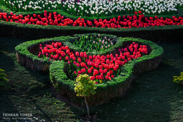 Virtually explore tulips in full bloom in park closed over coronavirus