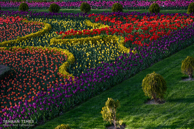 Virtually explore tulips in full bloom in park closed over coronavirus