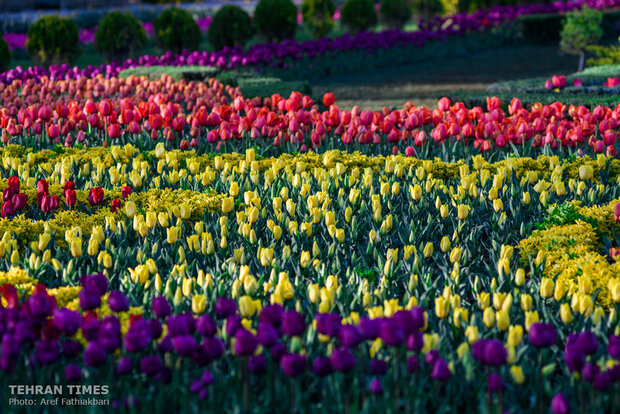 Virtually explore tulips in full bloom in park closed over coronavirus