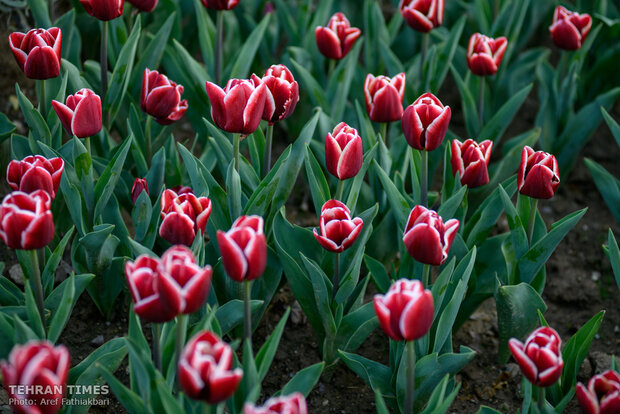 Virtually explore tulips in full bloom in park closed over coronavirus