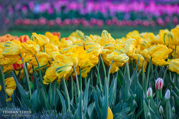 Virtually explore tulips in full bloom in park closed over coronavirus