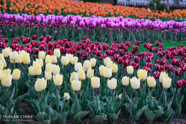 Virtually explore tulips in full bloom in park closed over coronavirus