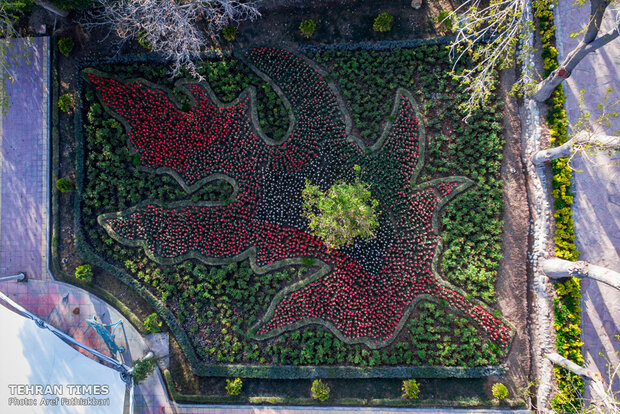 Virtually explore tulips in full bloom in park closed over coronavirus