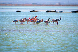 EU, UNDP allocate €10m to revive Iran’s Hamoun wetland