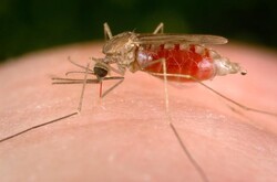 Iran taking final step toward malaria elimination