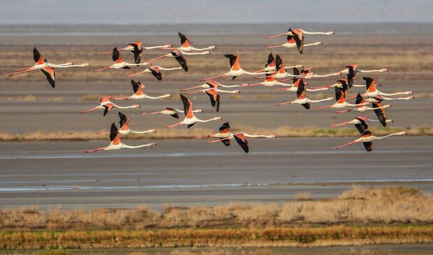 Gavkhuni wetland displays colorful return of flamingos