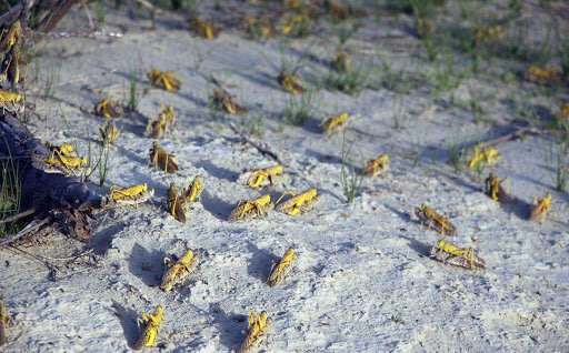 Some $4.7m allotted to counter desert locust outbreak