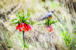 A bird sits on the top of an inverted tulip on the hillside of Mount Golestan, central Khansar county, May 4, 2020. 