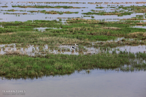 Discover a paradise of migratory birds in the heart of barrenness!