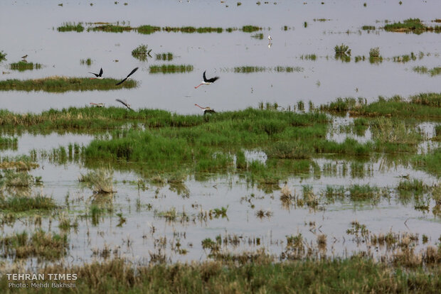 Discover a paradise of migratory birds in the heart of barrenness!