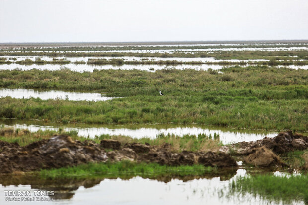 Discover a paradise of migratory birds in the heart of barrenness!