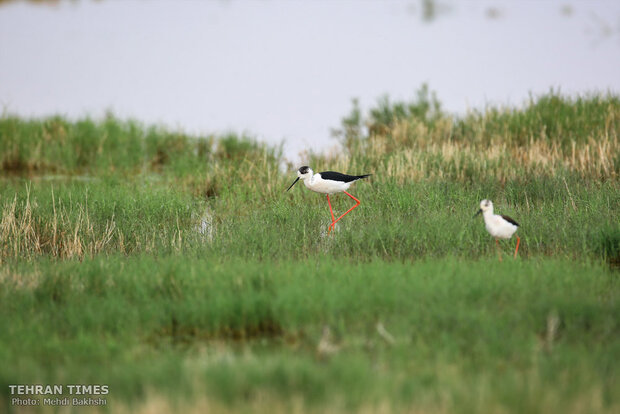Discover a paradise of migratory birds in the heart of barrenness!
