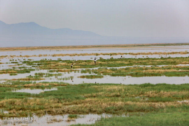 Discover a paradise of migratory birds in the heart of barrenness!