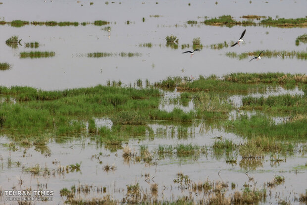 Discover a paradise of migratory birds in the heart of barrenness!