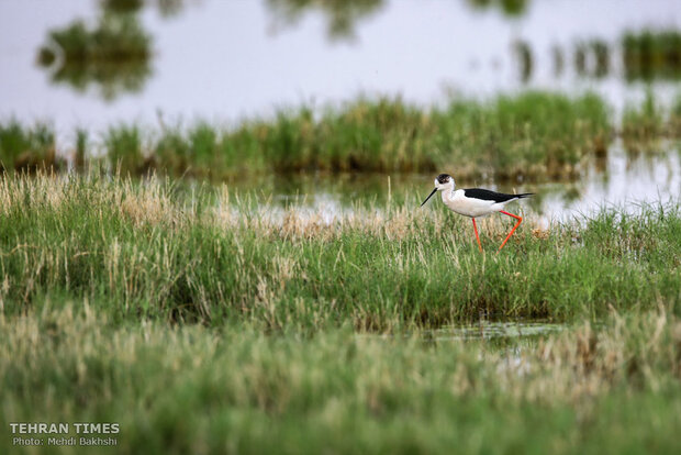 Discover a paradise of migratory birds in the heart of barrenness!
