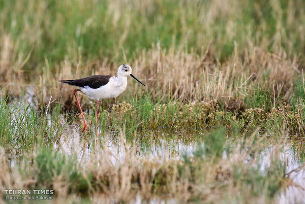 Discover a paradise of migratory birds in the heart of barrenness!