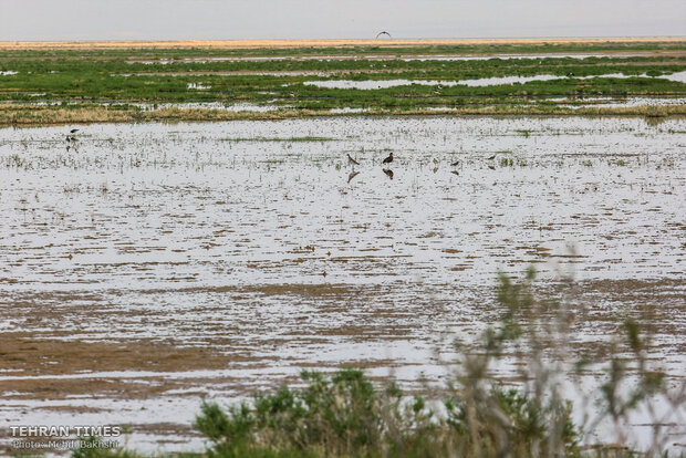 Discover a paradise of migratory birds in the heart of barrenness!