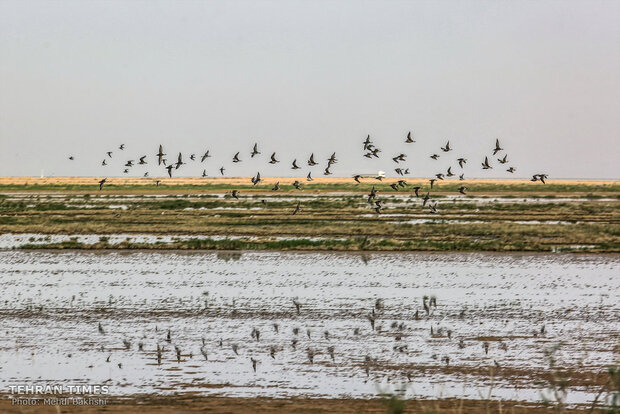 Discover a paradise of migratory birds in the heart of barrenness!