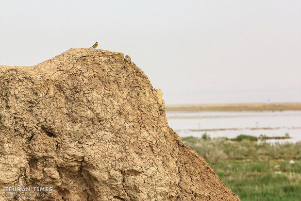 Discover a paradise of migratory birds in the heart of barrenness!