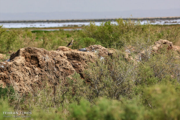 Discover a paradise of migratory birds in the heart of barrenness!