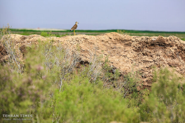 Discover a paradise of migratory birds in the heart of barrenness!