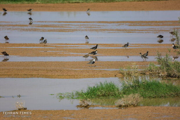 Discover a paradise of migratory birds in the heart of barrenness!