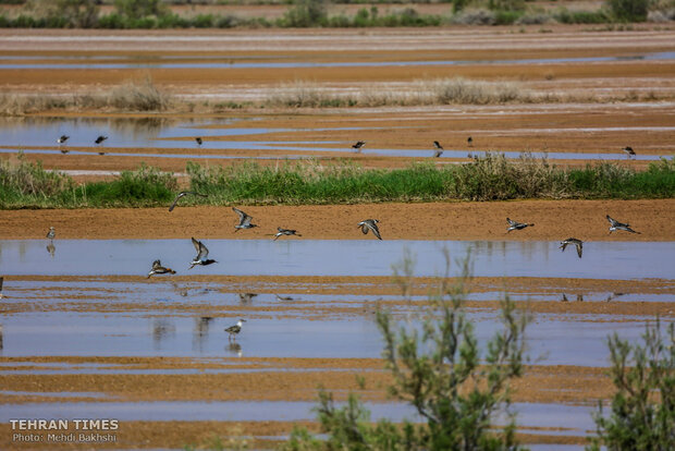 Discover a paradise of migratory birds in the heart of barrenness!