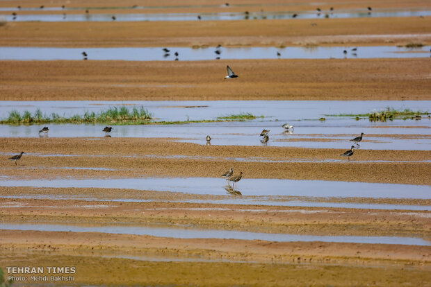 Discover a paradise of migratory birds in the heart of barrenness!