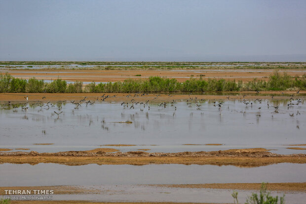 Discover a paradise of migratory birds in the heart of barrenness!