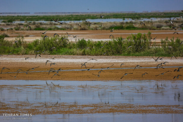 Discover a paradise of migratory birds in the heart of barrenness!