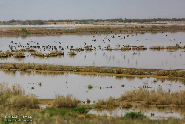 Tehran Times - Discover a paradise of migratory birds in the heart of ...