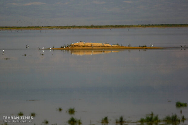 Discover a paradise of migratory birds in the heart of barrenness!