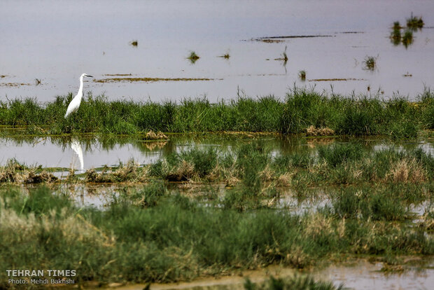 Discover a paradise of migratory birds in the heart of barrenness!
