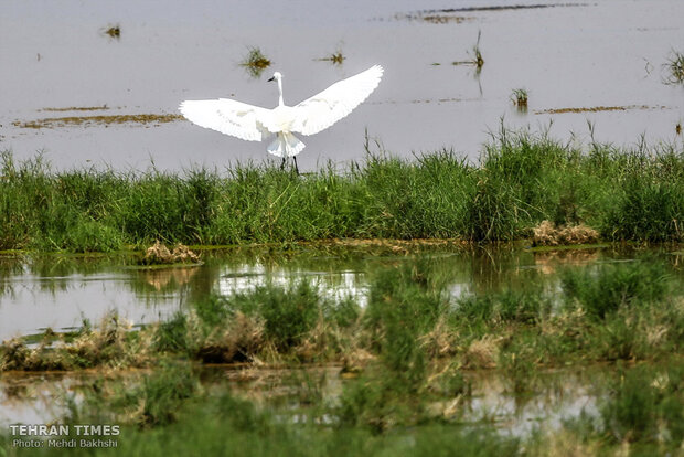 Discover a paradise of migratory birds in the heart of barrenness!