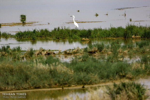 Discover a paradise of migratory birds in the heart of barrenness!