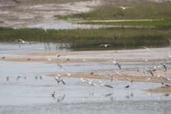 Allah-Abad wetland hosting 30 bird species once again