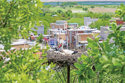 Darreh Tefi, a nesting place for storks in western Iran