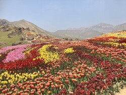 Dutch envoy visits tulips field near Tehran, calls it ‘breathtaking’