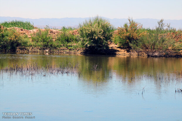 Home sweet home: thousands of migratory birds land in Iran’s Allah-Abad wetland