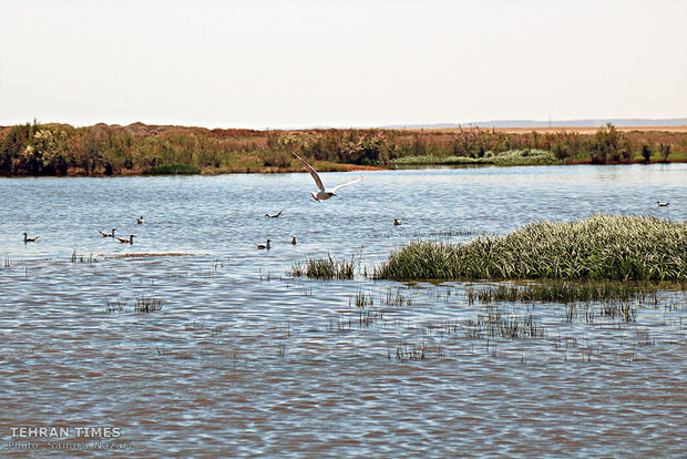 Home sweet home: thousands of migratory birds land in Iran’s Allah-Abad wetland