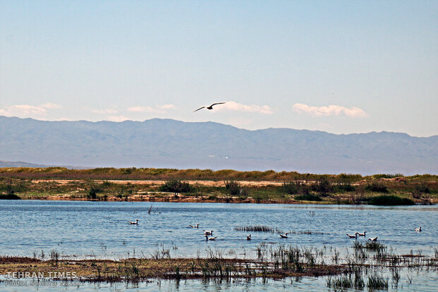 Home sweet home: thousands of migratory birds land in Iran’s Allah-Abad wetland