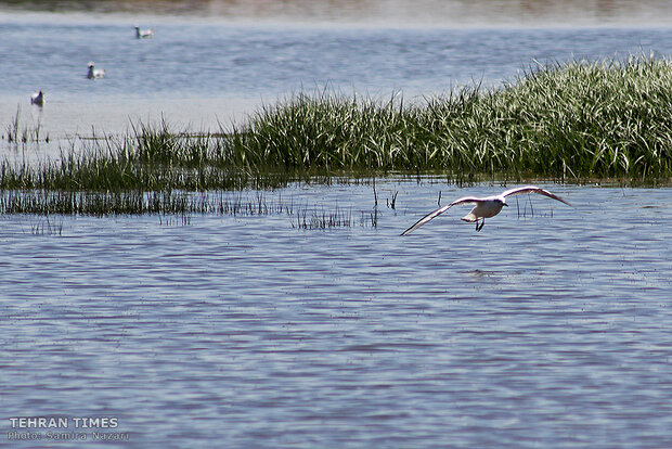 Home sweet home: thousands of migratory birds land in Iran’s Allah-Abad wetland