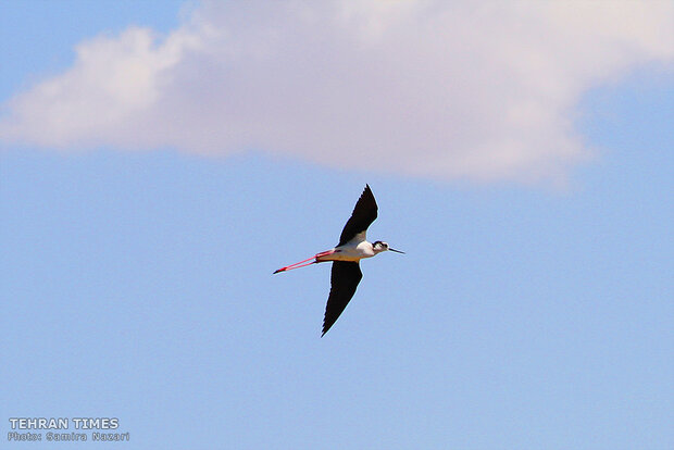 Home sweet home: thousands of migratory birds land in Iran’s Allah-Abad wetland